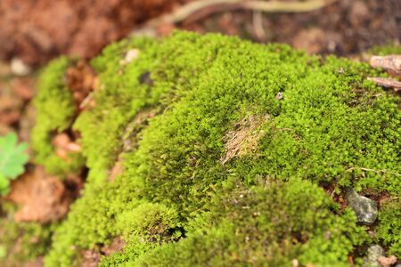 Green mossの写真素材