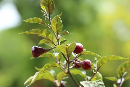 Brazil peppersの写真素材