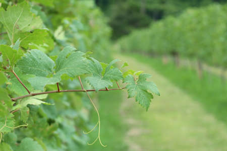 Grape leavesの写真素材