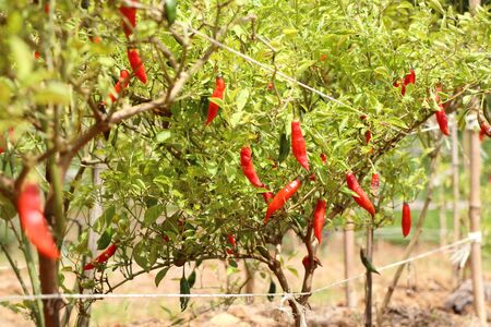 chili pepper on the plantの写真素材