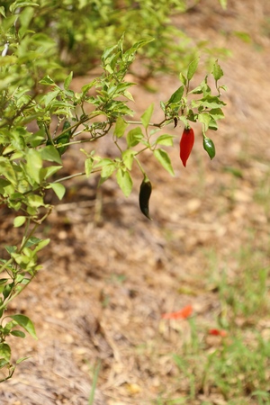 chili pepper on the plantの写真素材