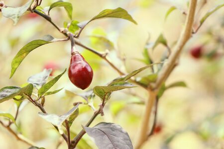Brazil peppersの写真素材