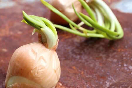 Sapling shoots of onionsの写真素材