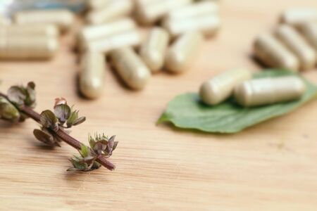 herbal basil with capsuleの写真素材