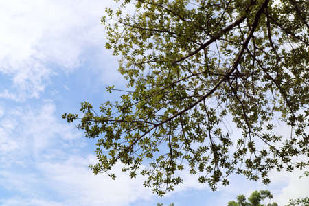 Tropical tree and skyの写真素材