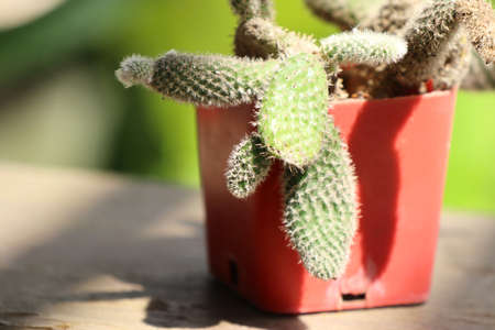 cactusの写真素材