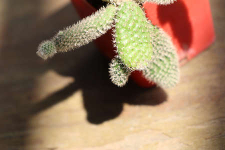 cactusの写真素材