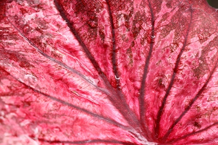Red leaves background