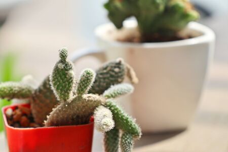 cactusの写真素材