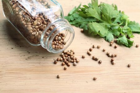 Coriander seedsの写真素材