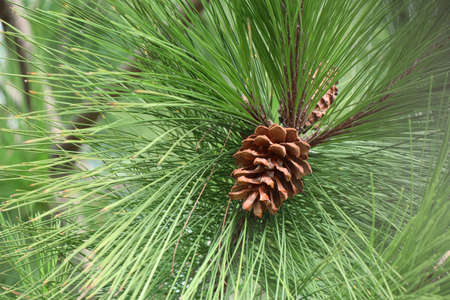 pine tree