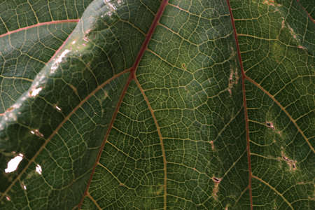 Papaya leaves