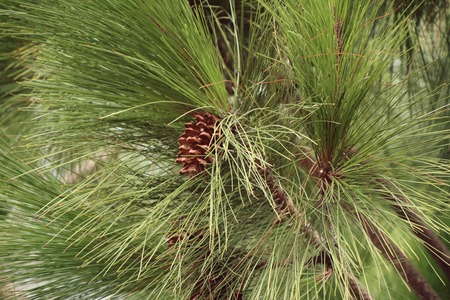 pine tree
