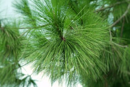 pine tree