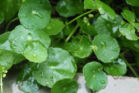 Asiatic leaf with water drop