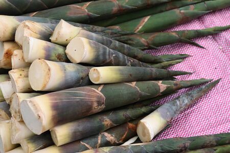 bamboo shootの写真素材