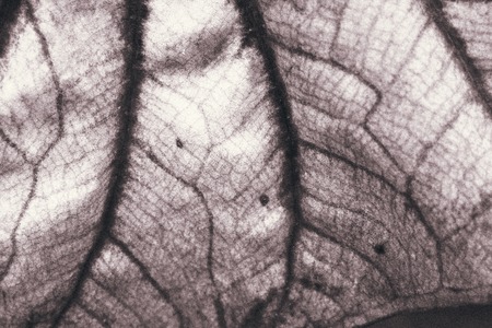 Leaf backgroundの写真素材