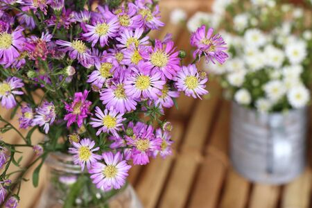 Dasie flowerの写真素材