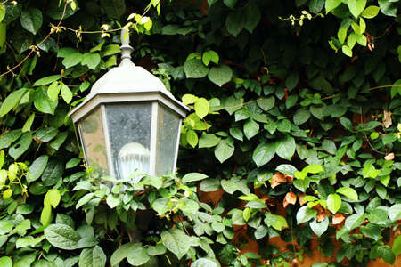 Wall lamp in gardenの写真素材