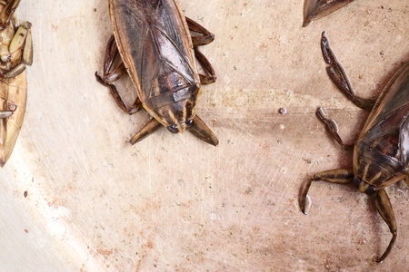 The Pimpの写真素材