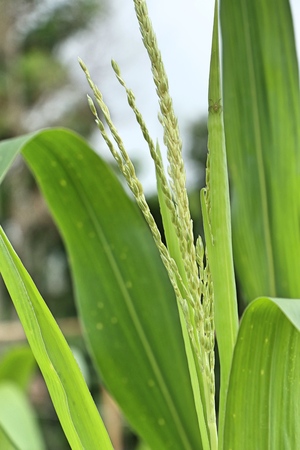Corn farm