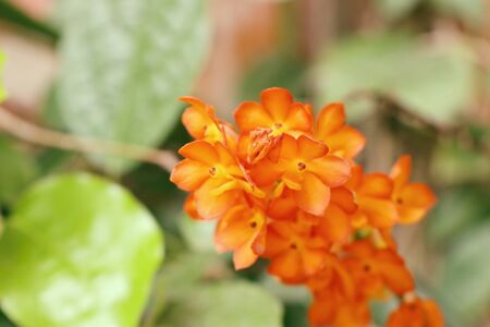 orchidsの写真素材