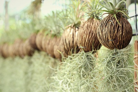 plant for garden decorationの写真素材