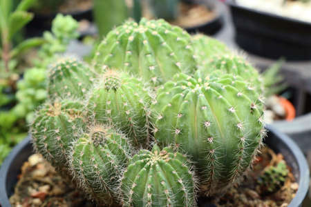 cactusの写真素材