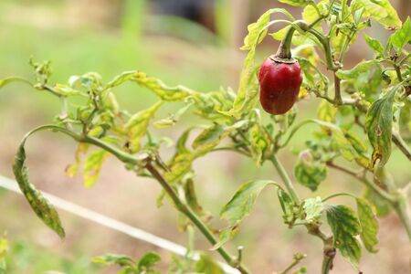 Brazil peppersの写真素材