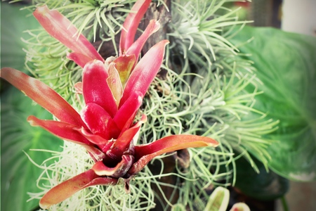 bromeliadの写真素材