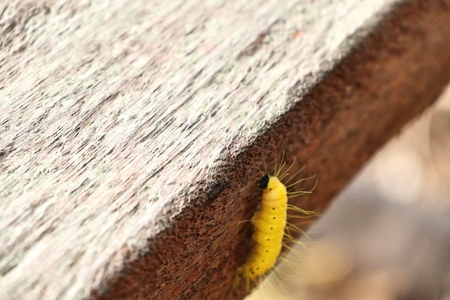 yellow caterpillarの写真素材