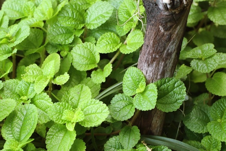 mint leaves