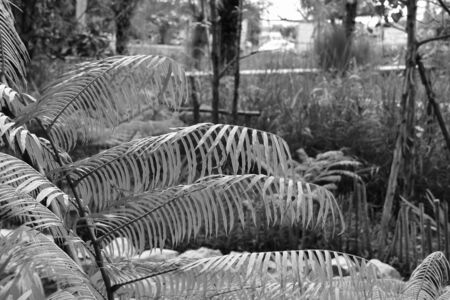 green fernの写真素材