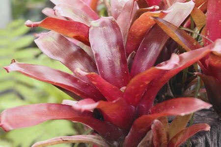 bromeliadの写真素材