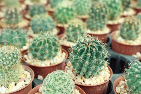cactusの写真素材