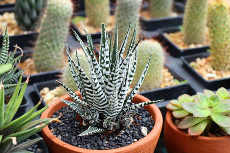 cactusの写真素材