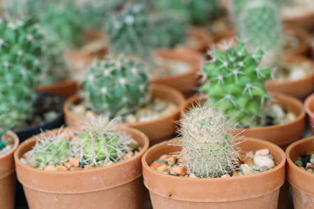 cactusの写真素材