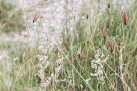 grass fieldの写真素材