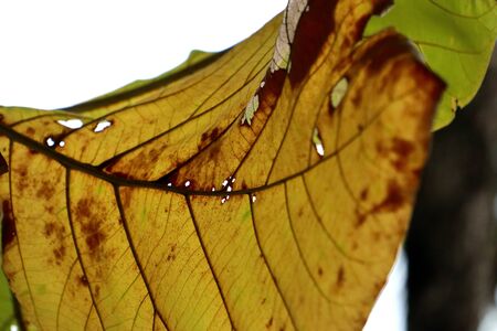 dried leaves