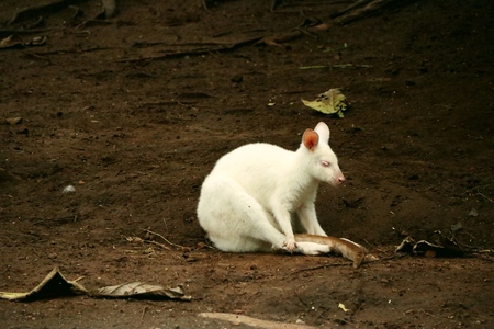An albino Kangarooの写真素材