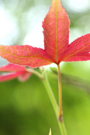 Maple leaves