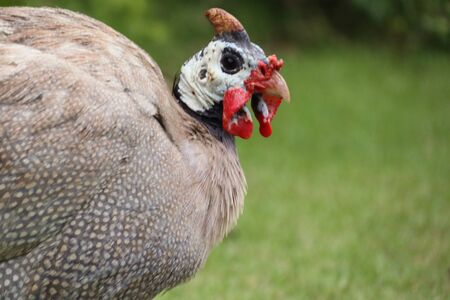 Chicken close upの写真素材