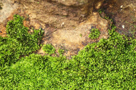 Green moss