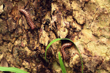 millipede close-up