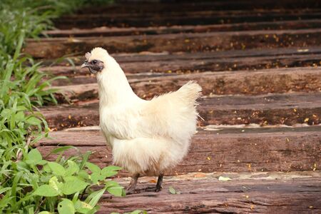 White chickenの写真素材