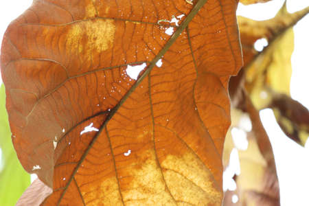 dried leaves