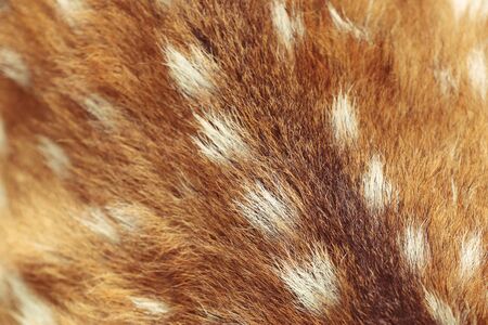 Deer star backgroundの写真素材