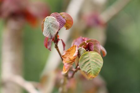 green leaves