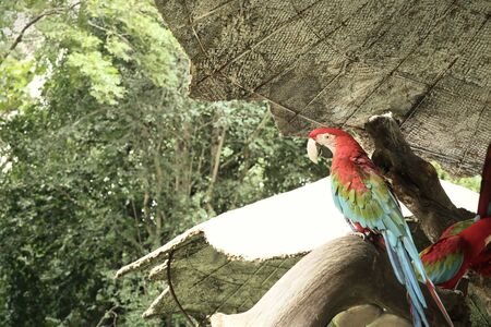 Macaw parrot
