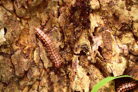 Millipede close-upの写真素材